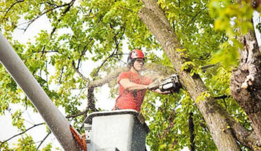 essential approaches to sustaining strong and resilient trees in jackson mississippi