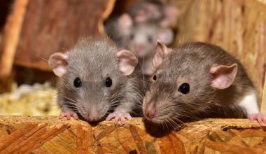 4 simple tips your pest controller wants you to know to keep your living space rodent free