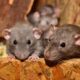 4 simple tips your pest controller wants you to know to keep your living space rodent free