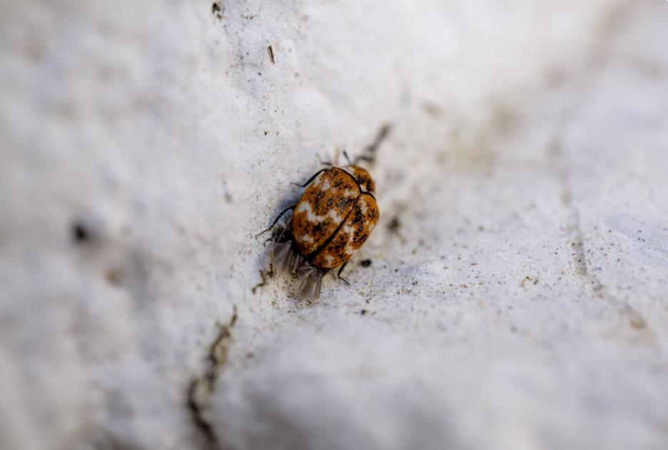 5 effective bed bug treatments you can try 3