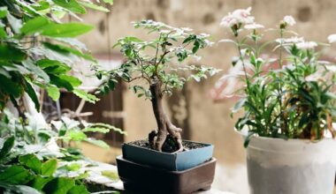 a beginner’s guide to growing more in less space