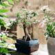 a beginner’s guide to growing more in less space