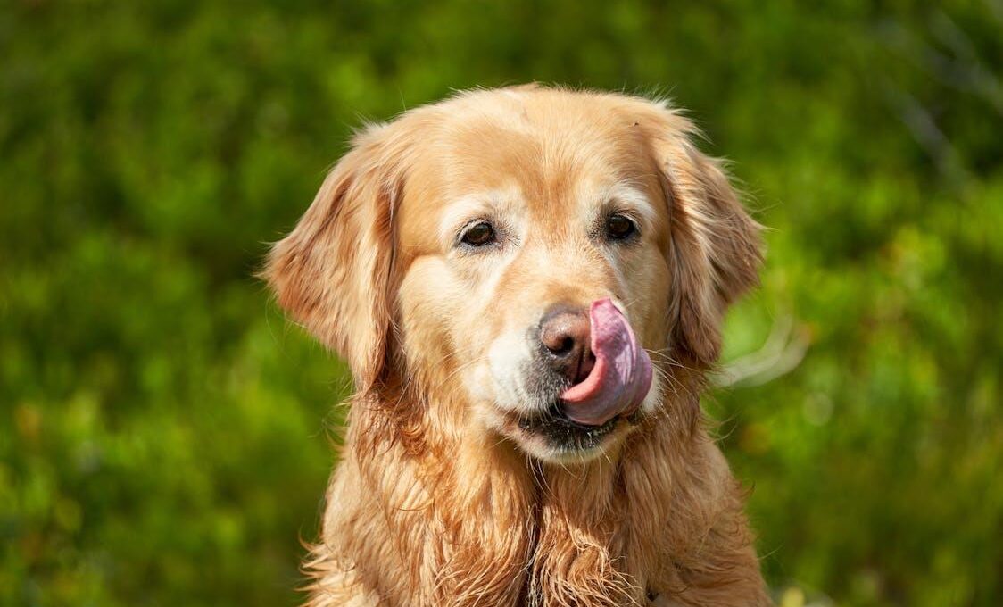 european golden retrievers