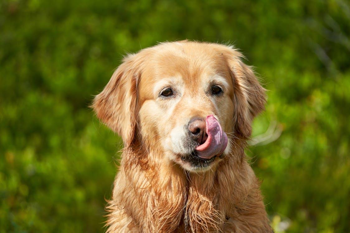european golden retrievers