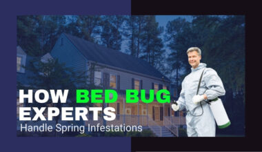 how bed bug experts handle spring infestations