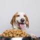 managing pet food allergies