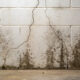 mold in your basement