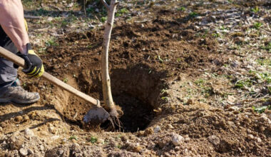 what to know about tree installation versus transplanting