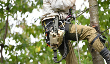 best practices for working with tree services