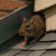 fort worth roof rat removal