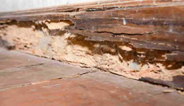 how small moisture problems around a home quietly turn into a termite entry point