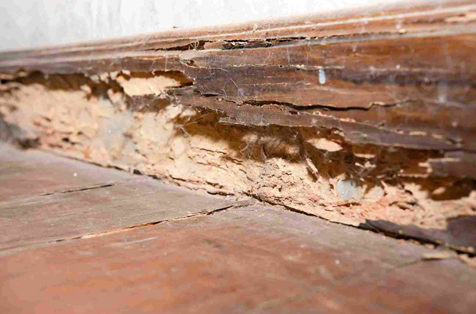 how small moisture problems around a home quietly turn into a termite entry point