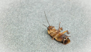 signs your home may have an unwanted insect problem