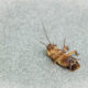 signs your home may have an unwanted insect problem