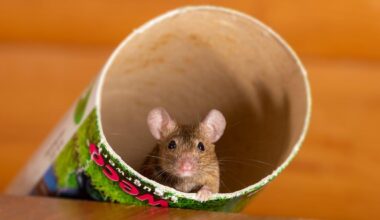 the hidden damage rodents can cause inside a home