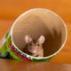 the hidden damage rodents can cause inside a home
