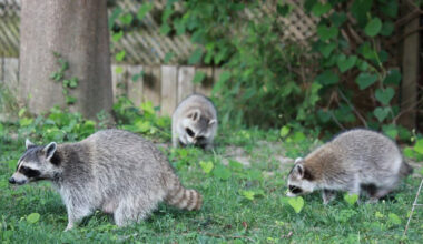 what animals know about danger that most homeowners don't