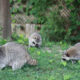 what animals know about danger that most homeowners don't