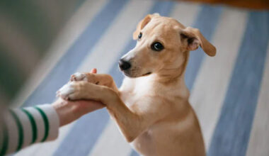what to know about big versus small dog daycare accommodations
