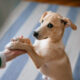 what to know about big versus small dog daycare accommodations