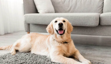 dog pets