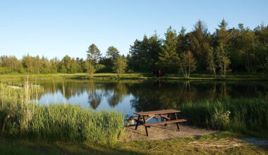 5 simple fixes for crystal clear pond water
