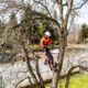 how to keep your property safe from fallen and unstable trees