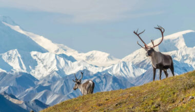 preparing for alaska's national parks