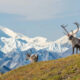 preparing for alaska's national parks