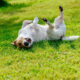 the chewable tablet that tackles seven parasites before your dog even feels them