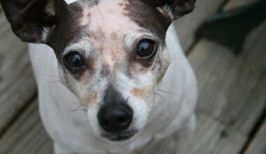 what changes as your dog gets older