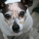 what changes as your dog gets older