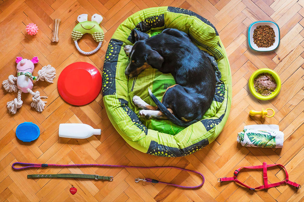 6 simple pet care essentials that make life easier 2