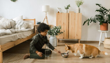 6 simple pet care essentials that make life easier
