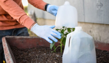 shield your garden smart ways to protect your plants