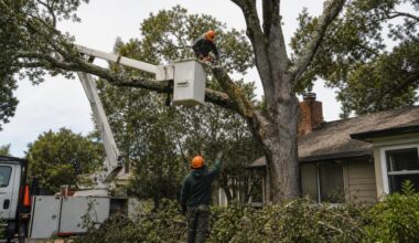 top 7 tree trimming and tree care companies in santa rosa, ca