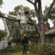 top 7 tree trimming and tree care companies in santa rosa, ca