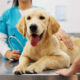 6 questions to ask your vet before giving your pet a new supplement