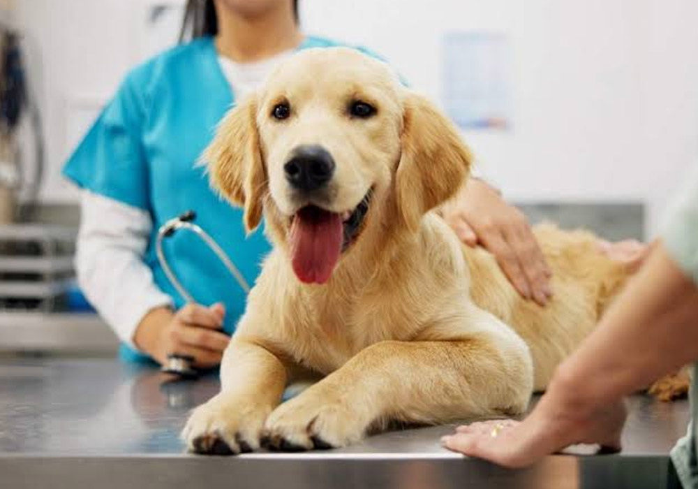 6 questions to ask your vet before giving your pet a new supplement