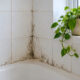 how to eliminate persistent household mould without relying on harsh chemicals